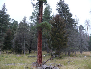 Tree Stand