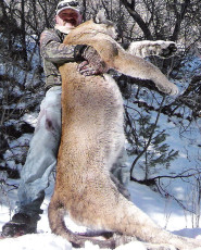 Mtn Lion UT Draw