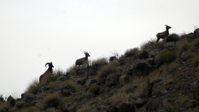 Sheep on the Move