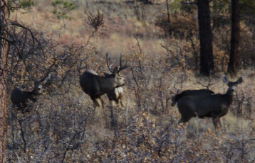NM Whitetail