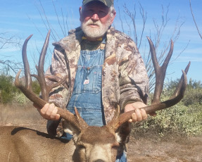 Mule Deer