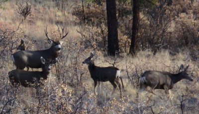 NM Whitetail Family