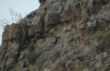 Sheep Spotting - Got'cha