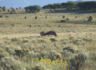 Bull Elk Fight Private Ranch