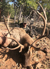 Diemer Nikolas AZ Draw