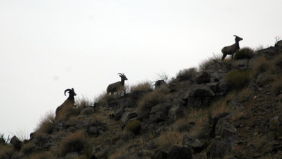 Sheep on the Move