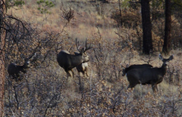 NM Whitetail