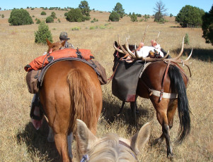Guide Tega Resting Horses