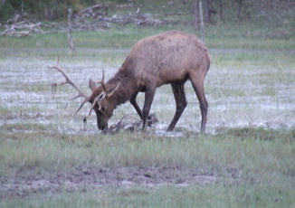 Bull Elk Wallow