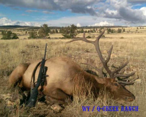 WY Elk Draw Hunt